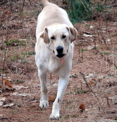 Crockett